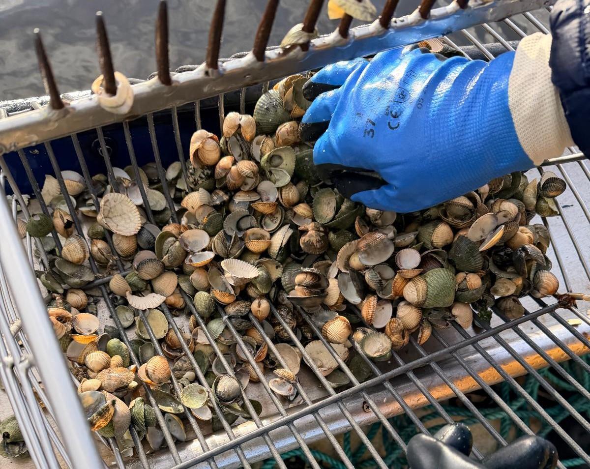 La cofradía realizó este jueves treinta muestreos que constataron la alta mortandad.