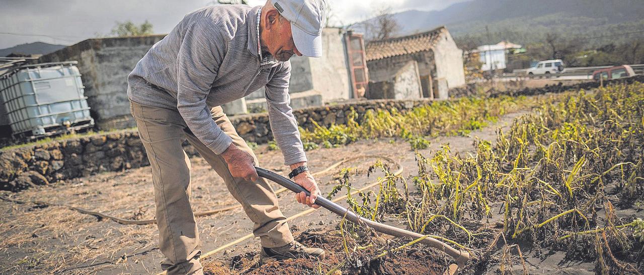 Un agricultor trabaja en su finca de La Palma.