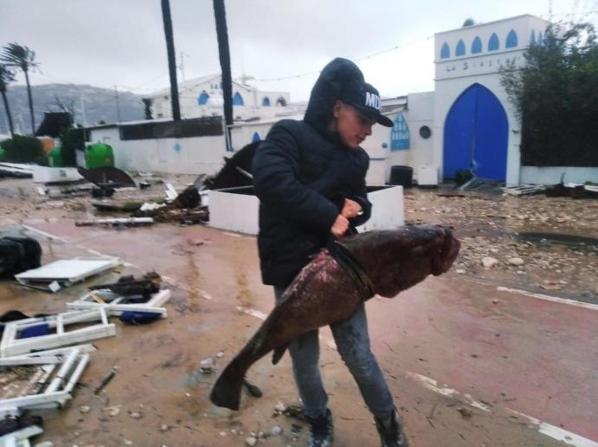 Un enorme mero en el asfalto y locales de ocio destrozados en el Primer Muntanyar de Xàbia