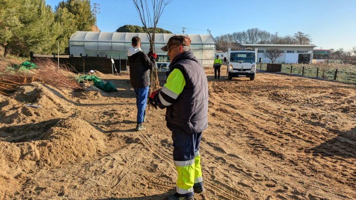 La Diputación de Toledo reparte gratuitamente más de 25.000 árboles y arbustos