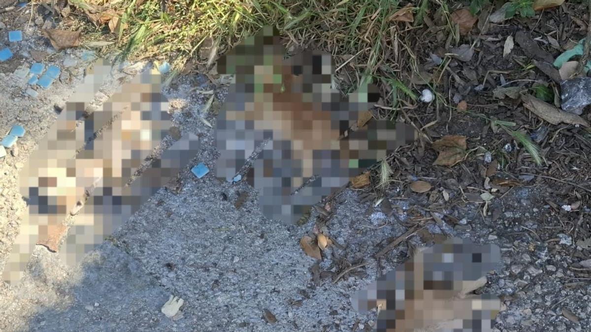 Imagen difundida por la entidad denunciante en la que se intuyen los cuerpos de los tres gatitos.