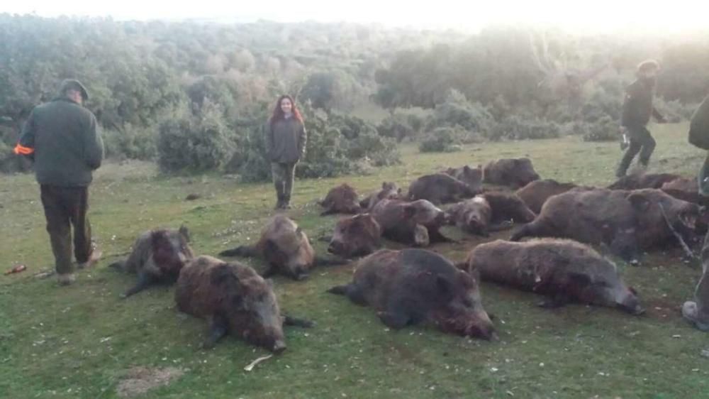 Soguino: La meca de los jabalíes