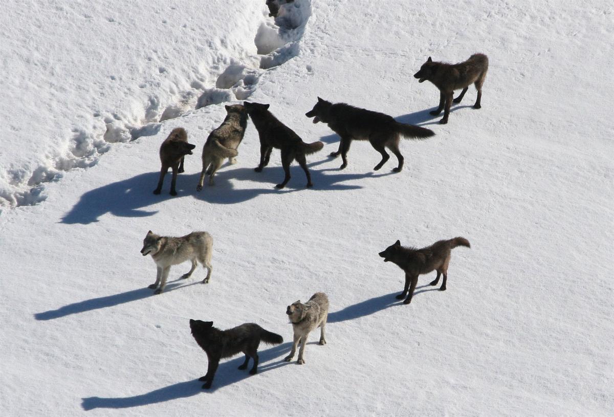 Manada de lobos en el parque nacional de Yellowstone