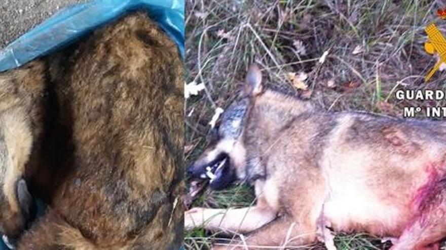 Denunciado en Palencia por intentar vender por Internet un lobo ibérico congelado