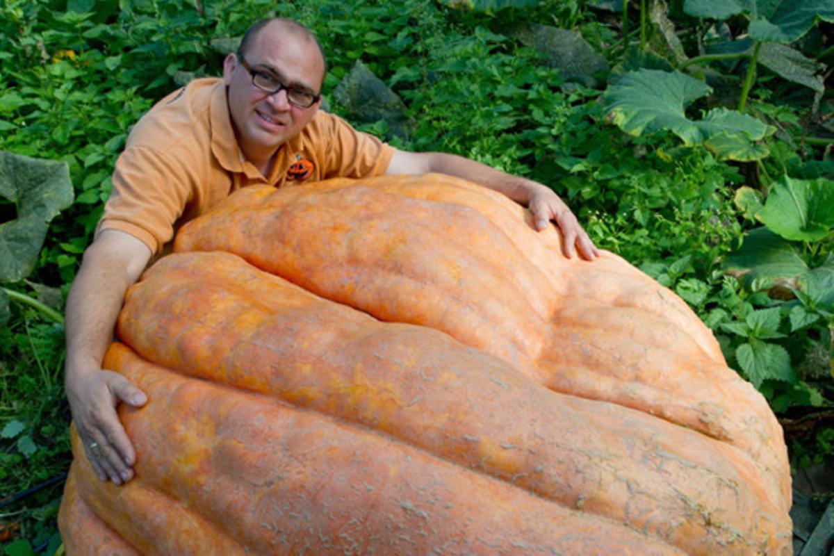 L’agricultor alemany Oliver Langheim, amb una carbassa gegant a Fuerstenwalde, Alemanya. La primera edició del concurs de carbasses a Berlín i Brandenburg se celebra el 2 d’octubre, i Langheim hi participarà amb la seva carbassa de 300 quilos.