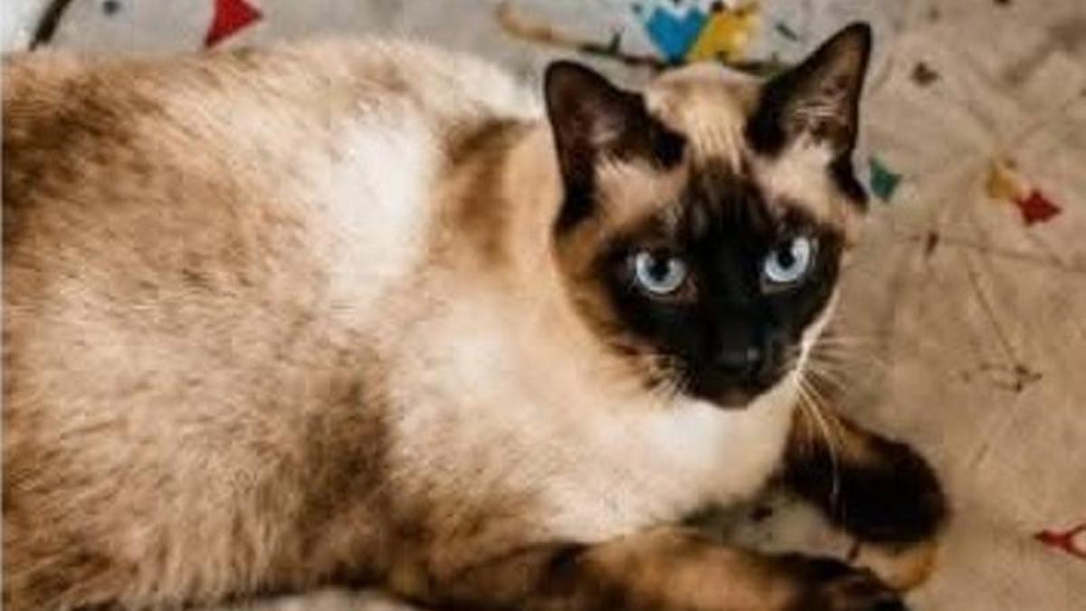 El gato siamés Miki desapareció tras el accidente de tráfico que sufrió su familia en Verín.