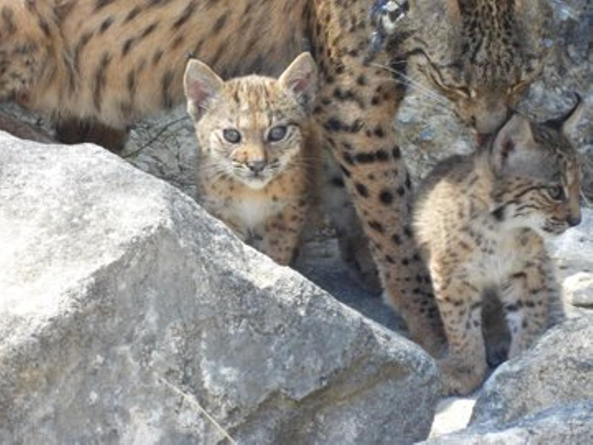 La hembra Urtsu junto a dos de sus cachorros de lince ibérico nacidos en libertad en las Tierras Altas de Lorca