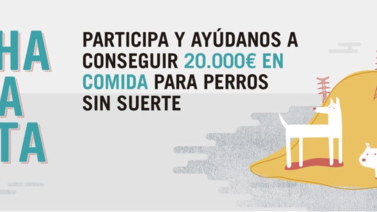 Aprovecha la oportunidad de echar una pata a los perros abandonados