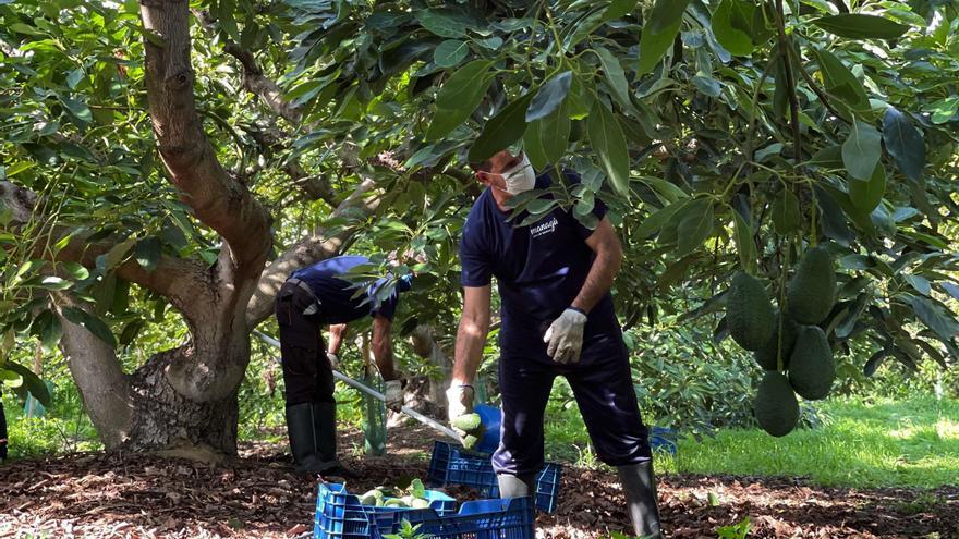 El subtropical axárquico recibe las primeras lluvias del año