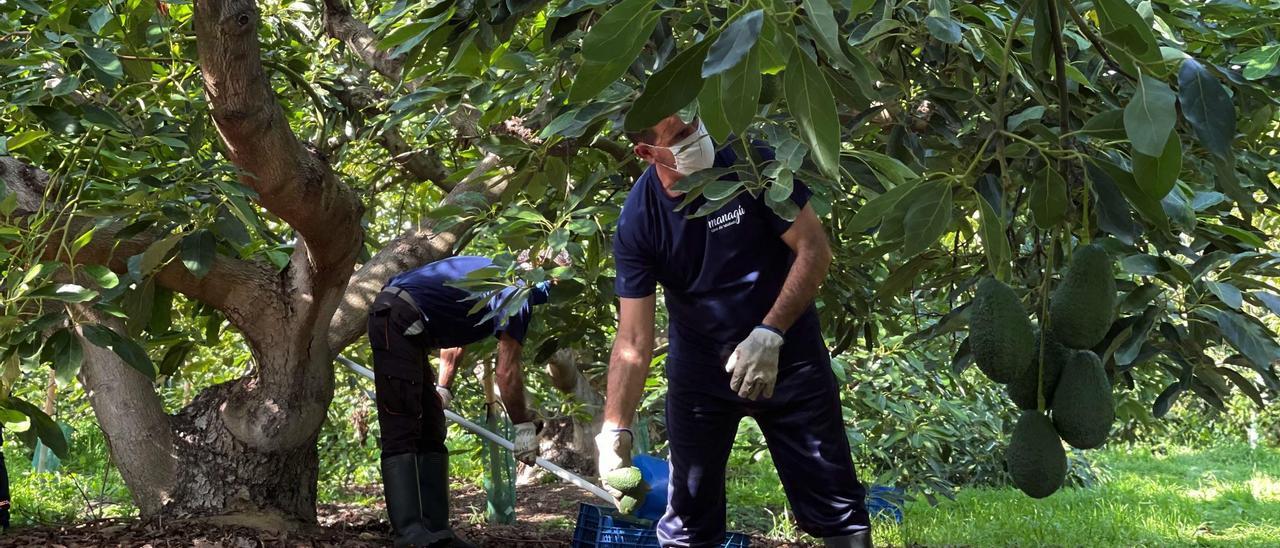 Trabajadores en la cosecha de aguacate.