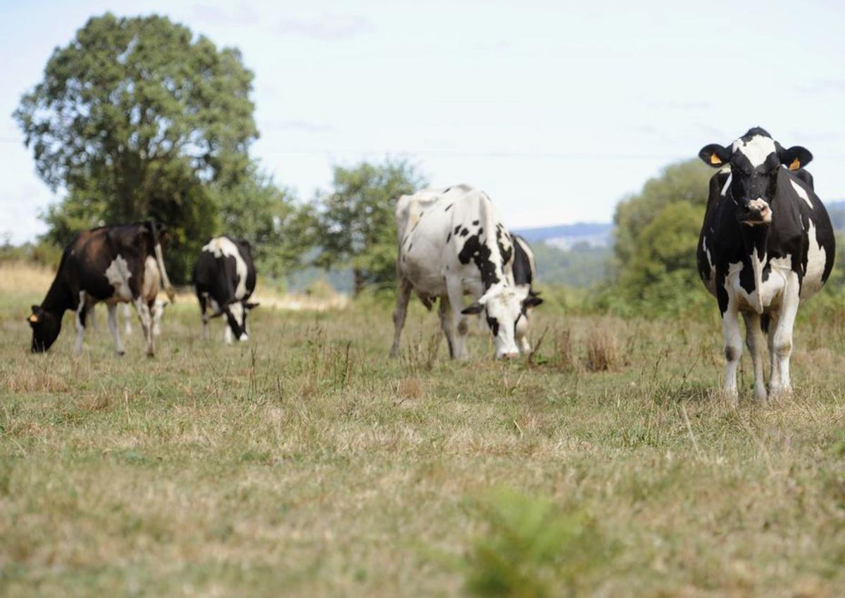 Vacas en una finca de Escuadro, en Silleda. |   // BERNABÉ/JAVIER LALÍN