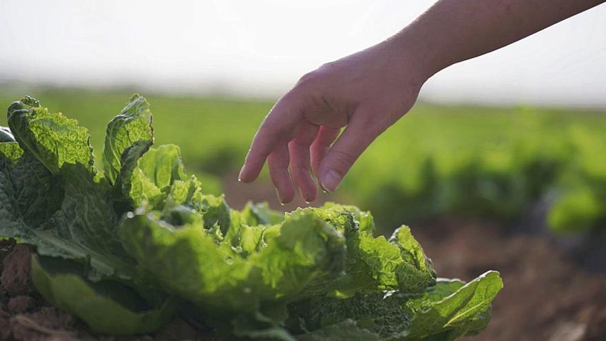 Lucha integrada para reducir el uso de pesticidas