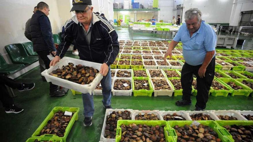 La volandeira de Cambados se está vendiendo muy bien en la lonja. // Iñaki Abella