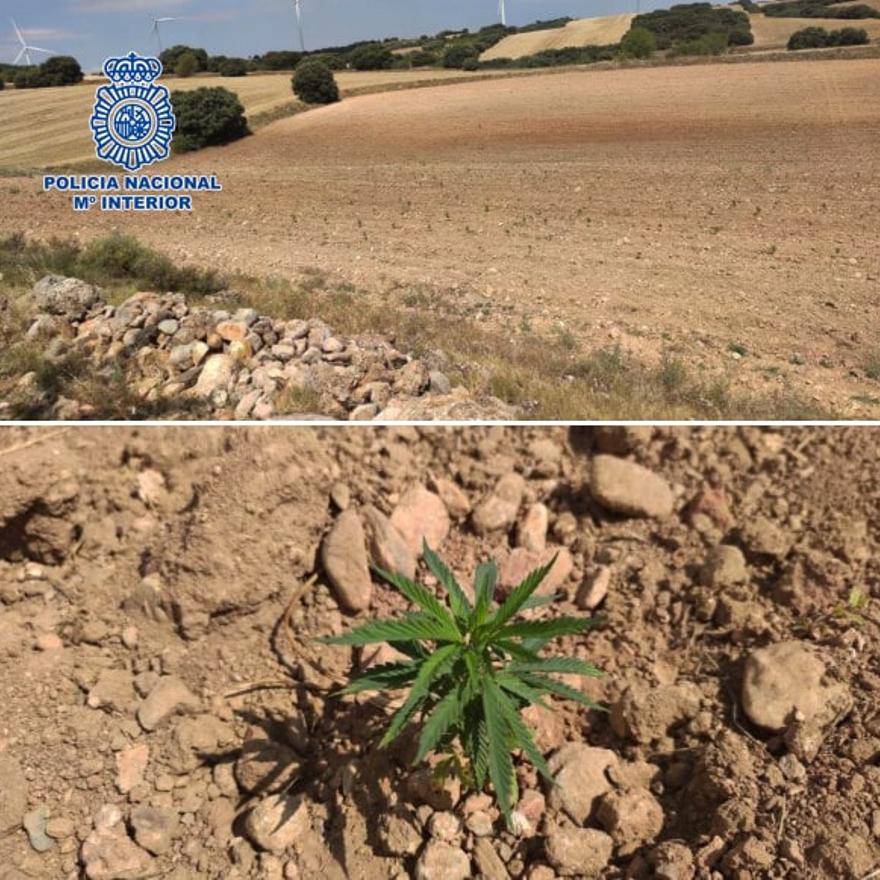 Macroplantación recién sembrada.