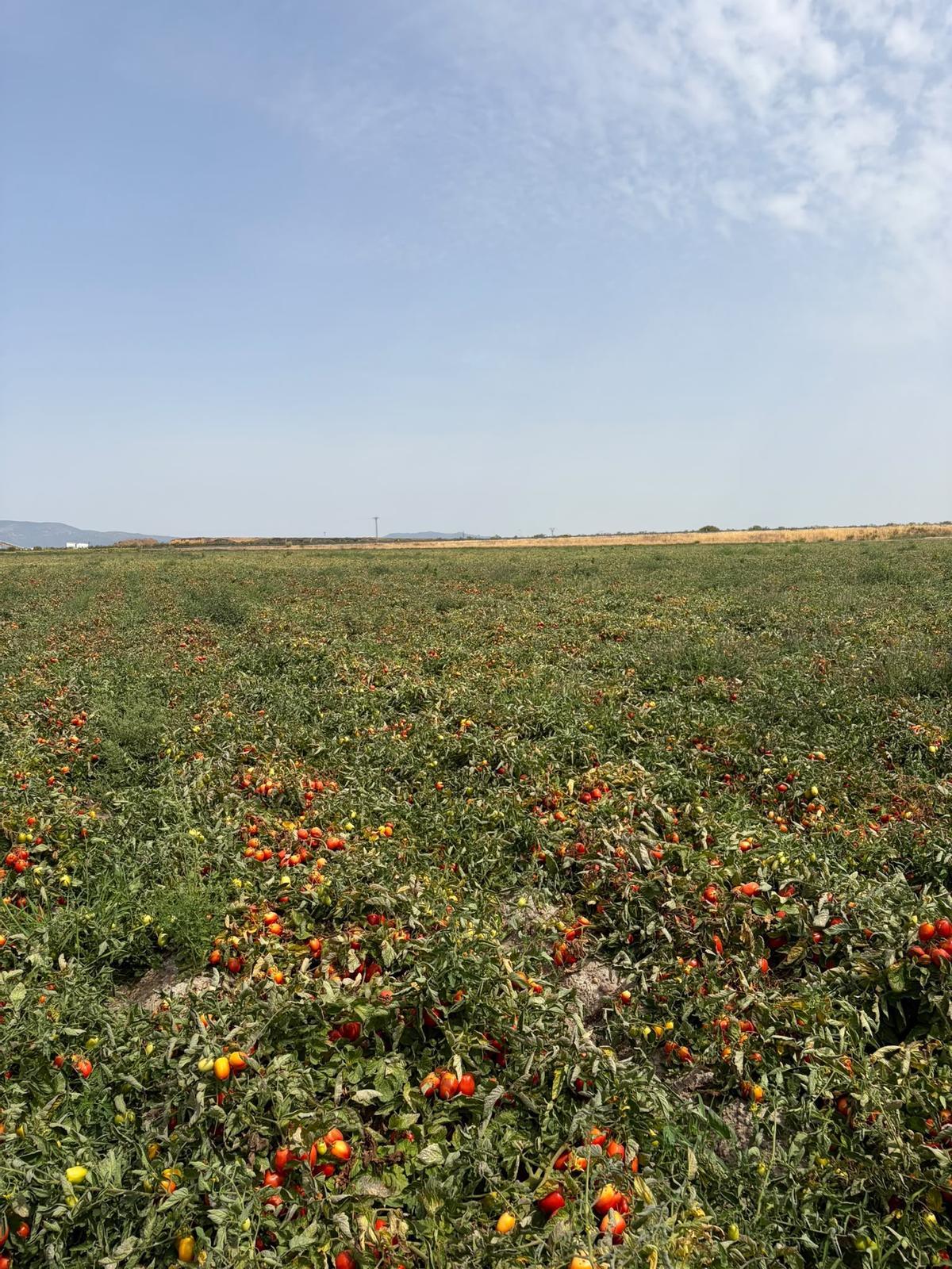 Una explotación de tomate de industria en plena campaña.