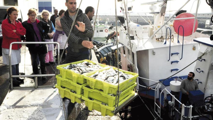 Una descarga de sardinas en el puerto de Cambados.