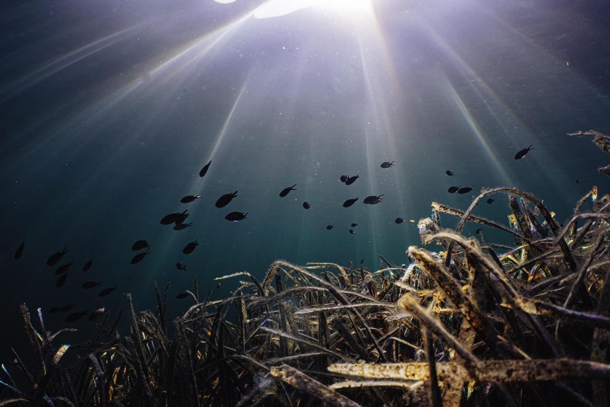 Portocolom | El estado de la posidonia en la bahía, en imágenes