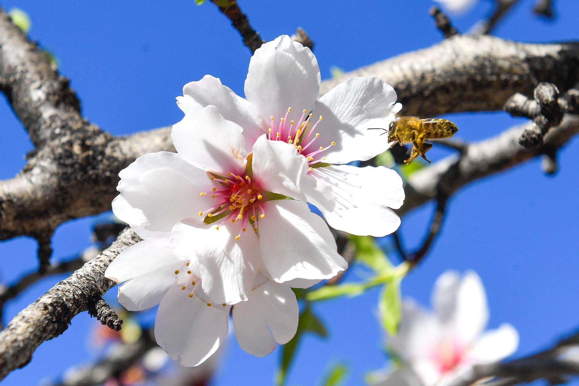 Almendros en flor en Tejeda