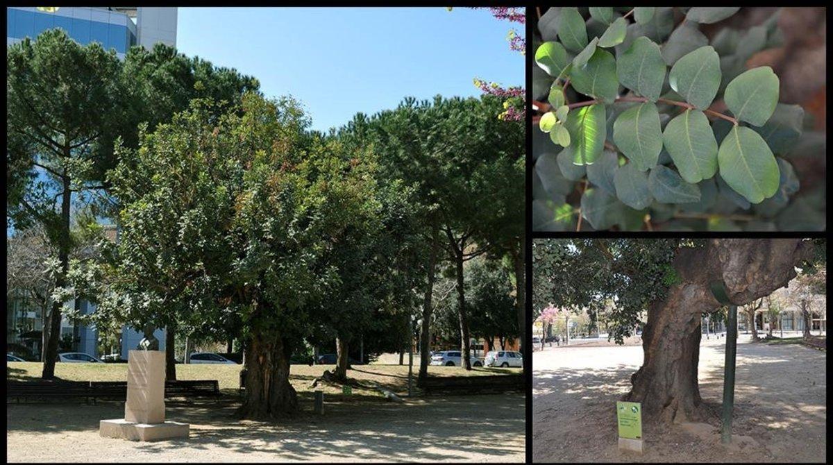 El garrofer dels jardins del Doctor Castelló, a Sarrià-Sant Gervasi.