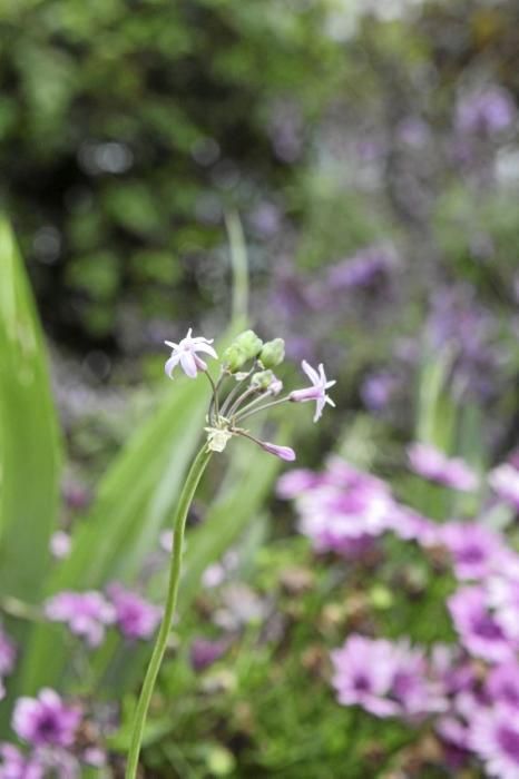 In ihrem Garten bei Sencelles züchtet Heide Göbel wilde Kräuter, Gemüse sowie Zierpflanzen mit Blüten, die nicht nur essbar sind, sondern richtig gut schmecken.