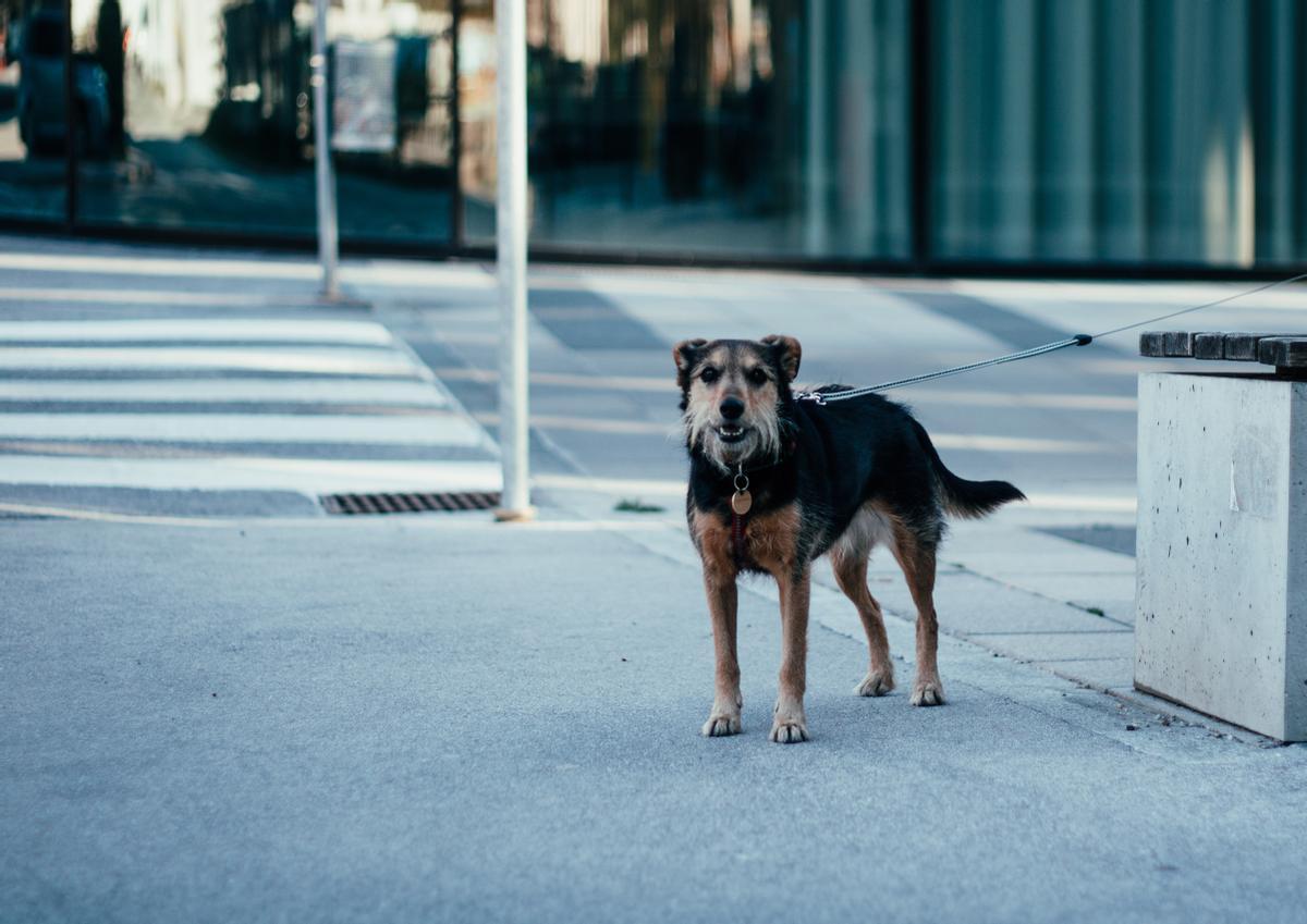 Descubre cómo una parada rápida en la tienda puede resultar en una multa costosa por dejar a tu perro atado