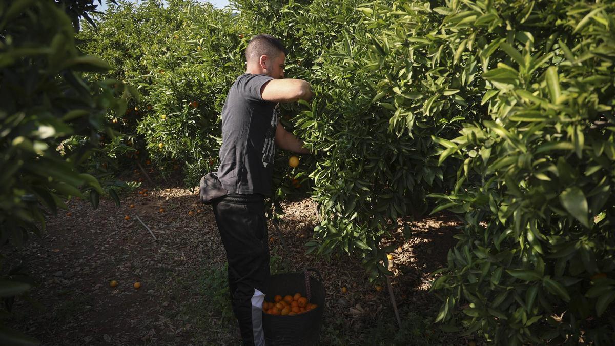 Un trabajador recoge cítricos en un campo.