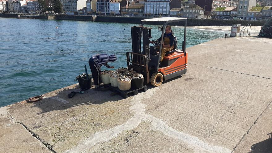 La toxina da un respiro y el Intecmar autoriza la apertura de la vieira en la ría de Pontevedra