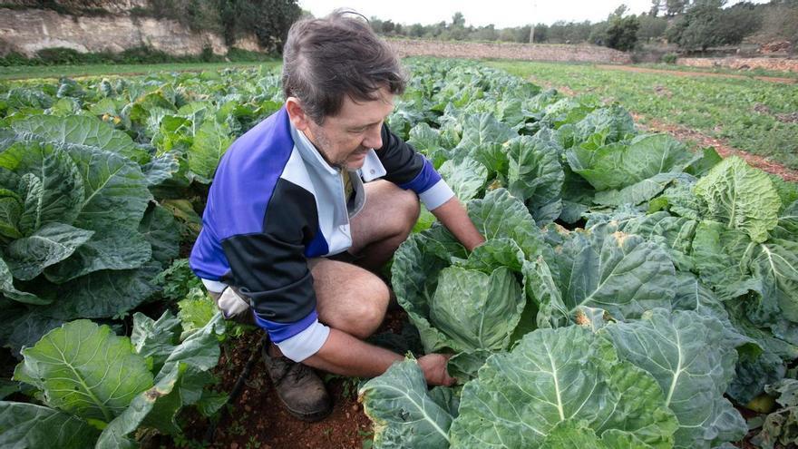 La sequía da un respiro por el momento a los agricultores de Ibiza