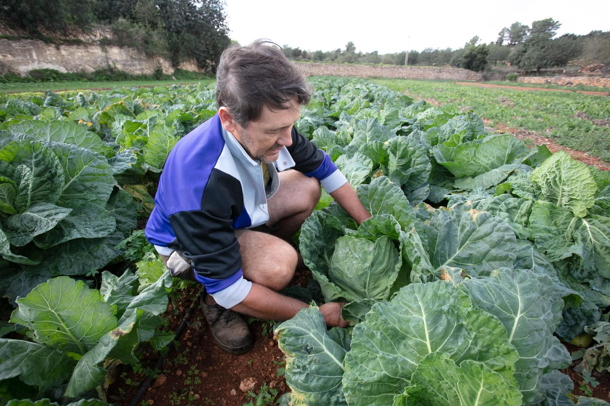 Un agricultor en un campo de hortalizas, en una imagen de archivo
