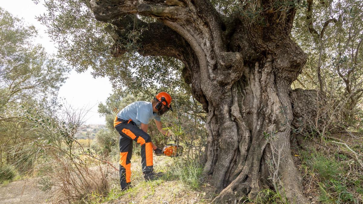 Trabajos en un olivo en Collserola