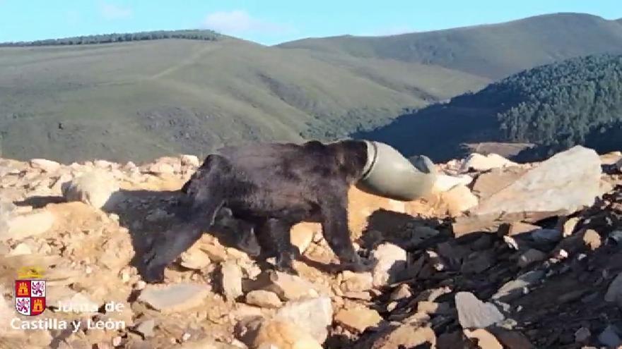 Salvan a un oso con la cabeza atascada en un bidón en León