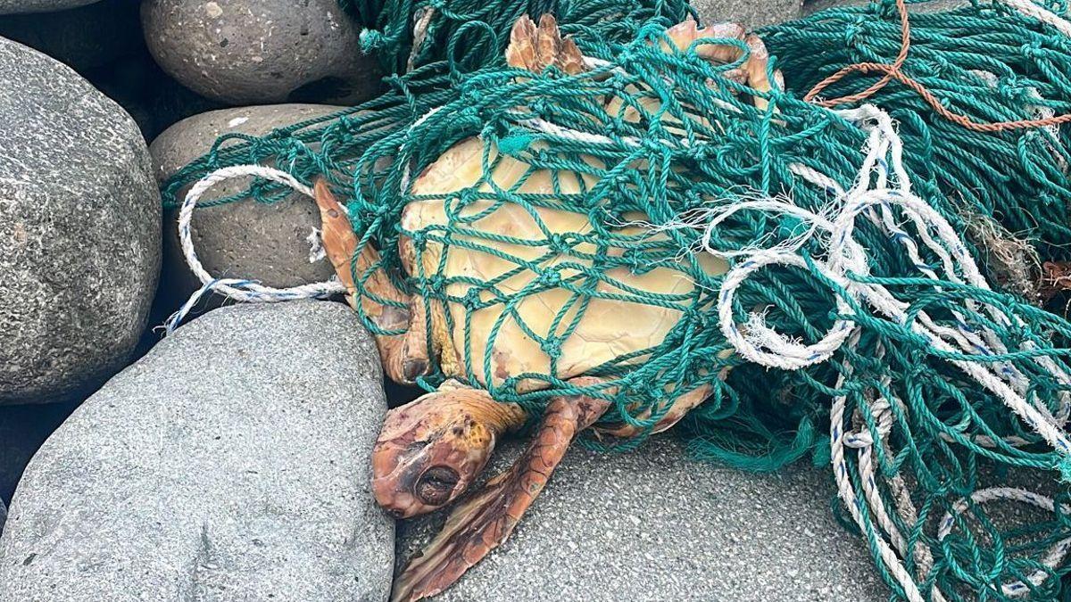 Dos tortugas atrapadas en redes en la playa del Roque de Las Bodegas.