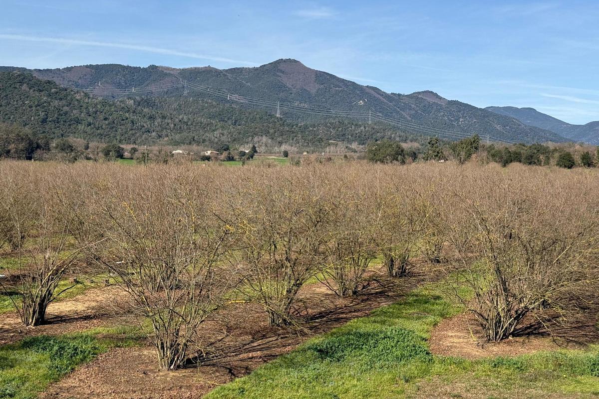 Un campo de avellanos en Brunyola