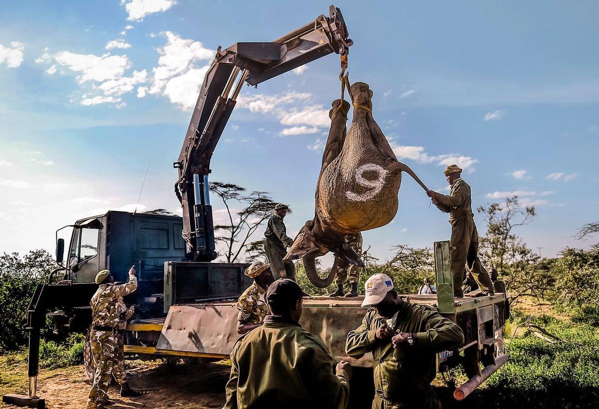 Elefante cazado para quitarle sus colmillos