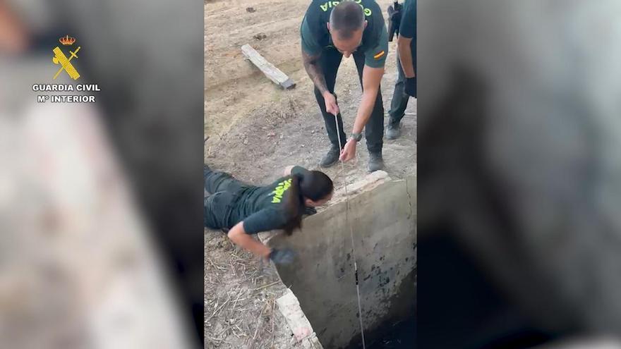 Así ha sido el rescate de un zorro en Aspe