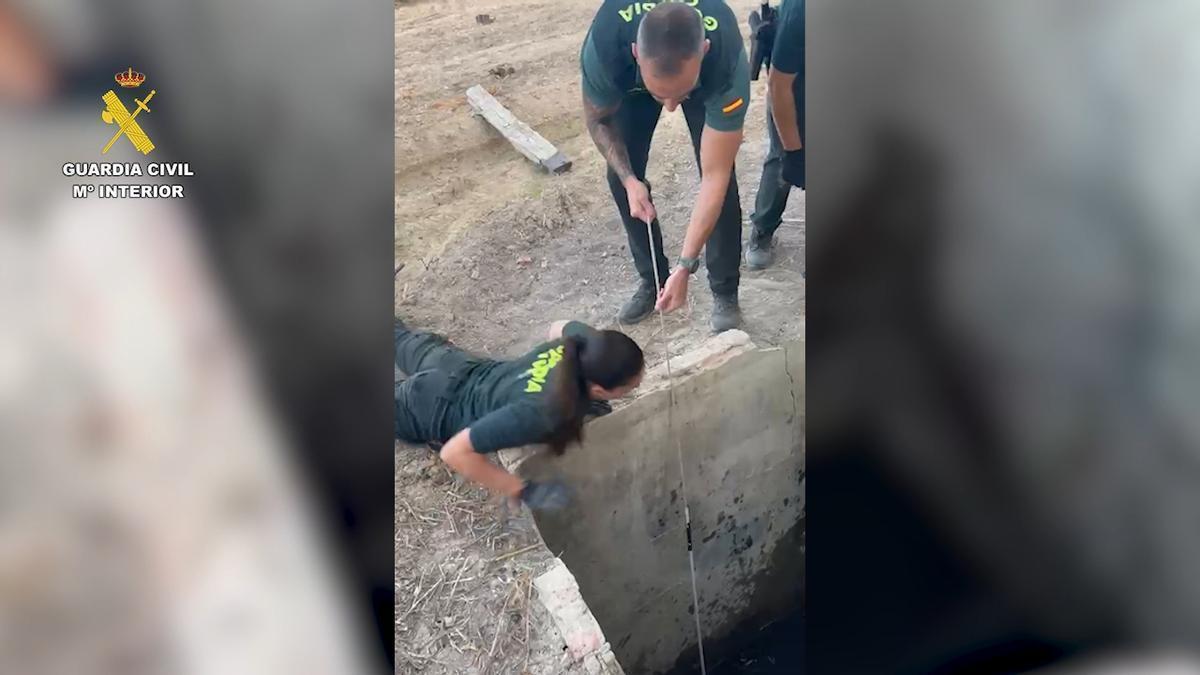 Así ha sido el rescate de un zorro en Aspe