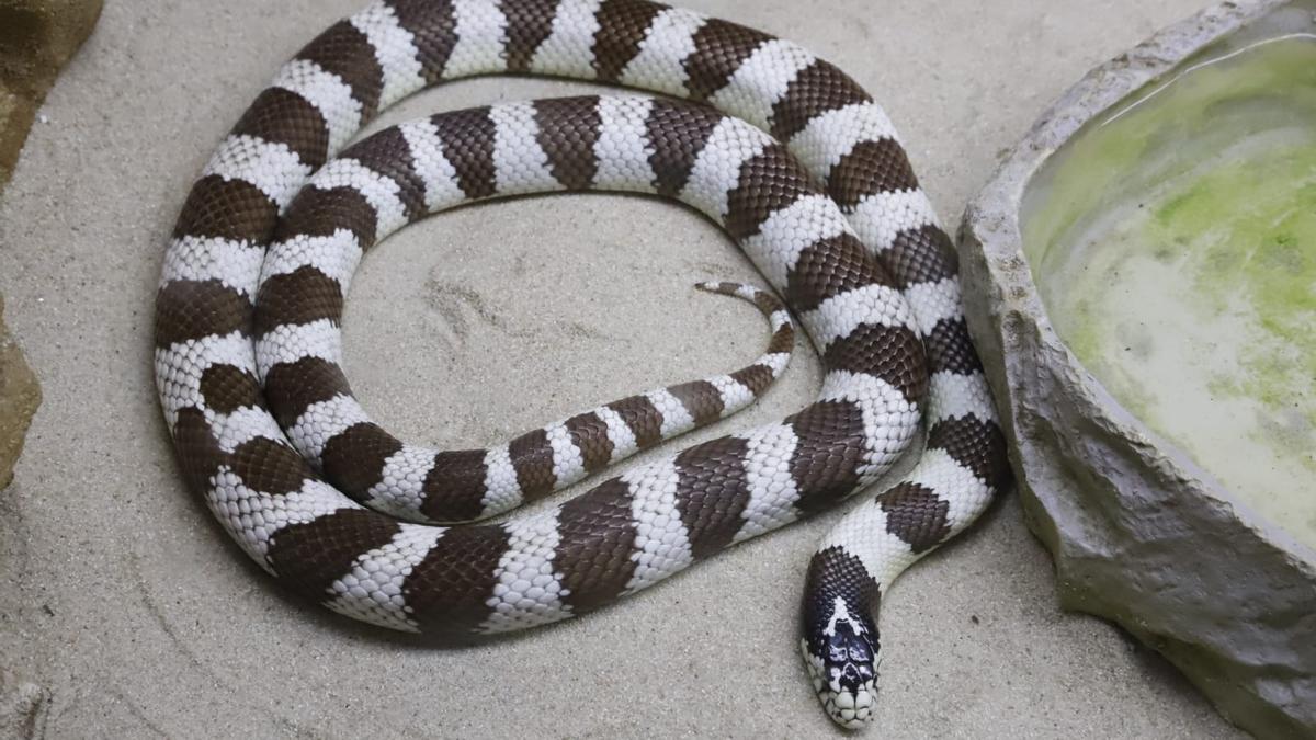 Uno de los ejemplares del nuevo reptilario del Zoo de Córdoba.