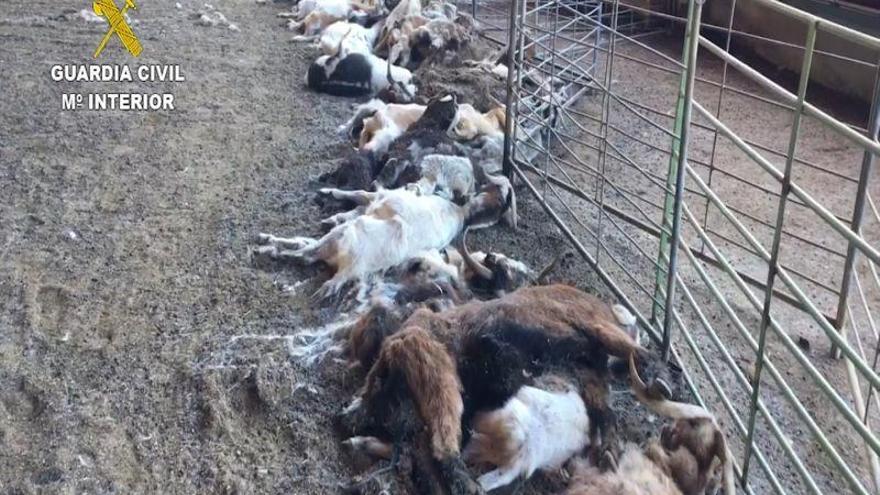 Detenida una ganadera de La Litera por la muerte de 346 cabras por inanición