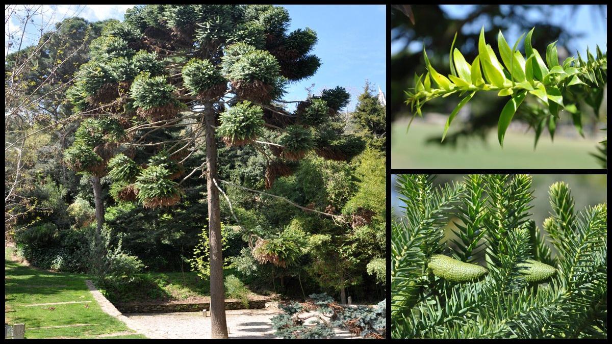 araucaria bidwillii australiana can borni Barcelona