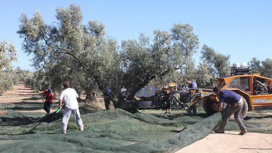 Recolección de aceitunas en la comarca de Antequera.