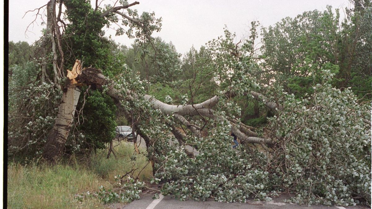 El viento partió el tronco de un árbol de grandes dimensiones, en la imagen, en la entrada de Caudiel