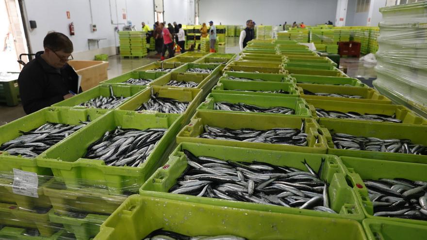 La segunda gran bocartada del año deja 230.000 kilos de anchoa en El Musel