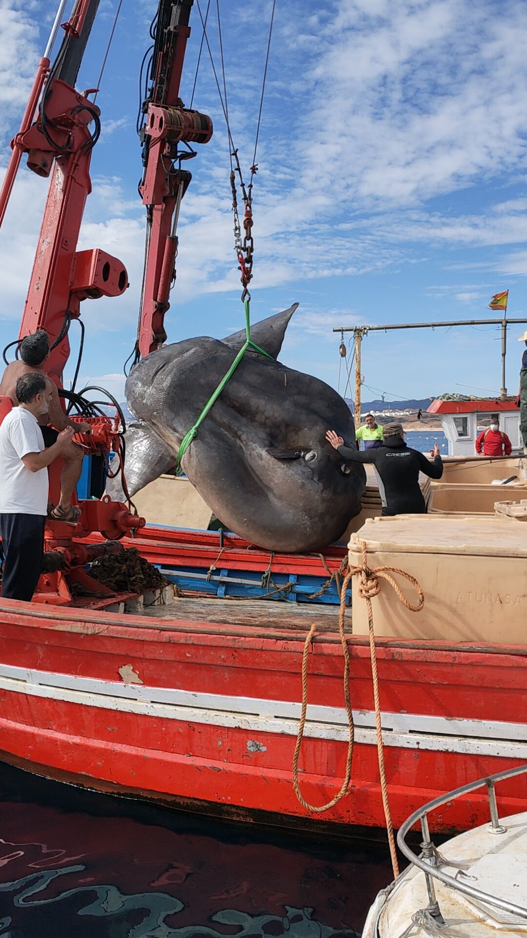 Un monstruo de pez luna revienta la báscula