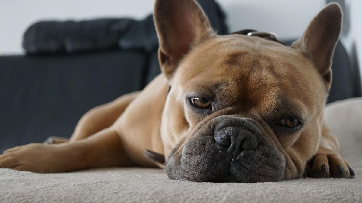 Descubre cómo quitar los pelos de las mascotas de la tapicería del sofá.