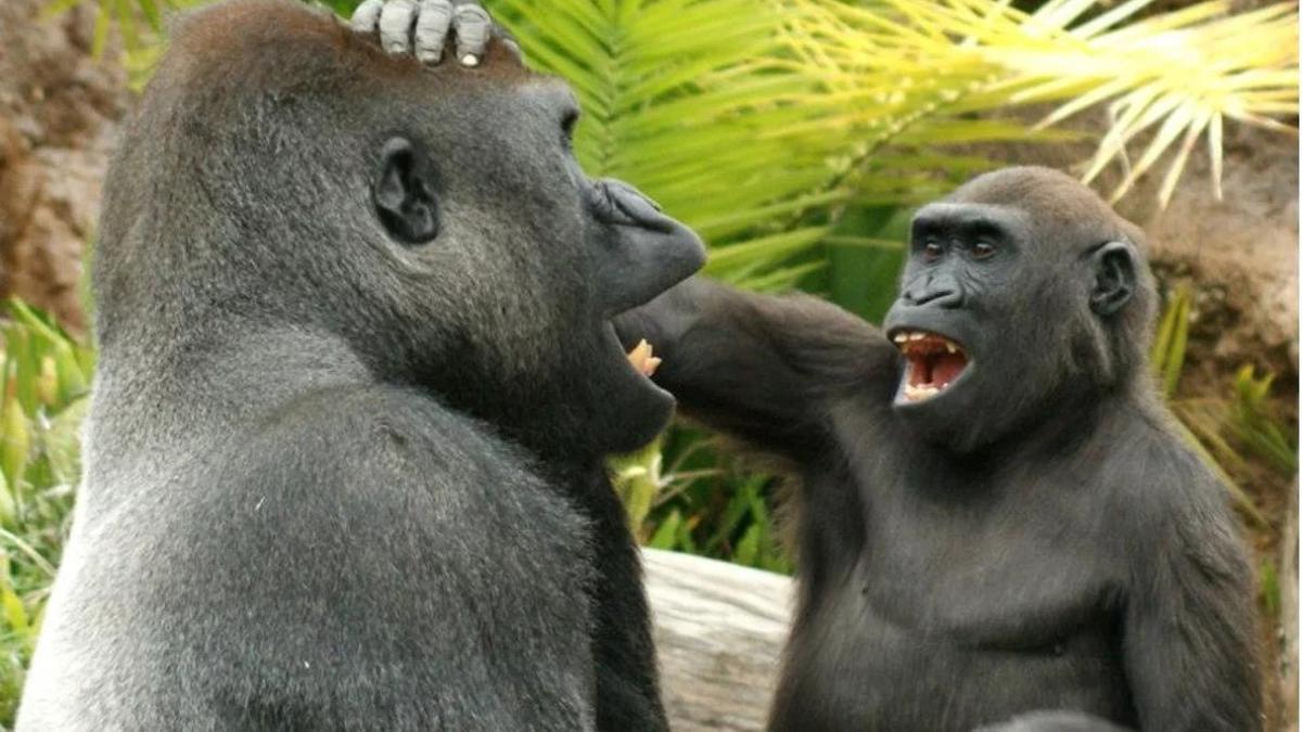 Gorilas jugando.