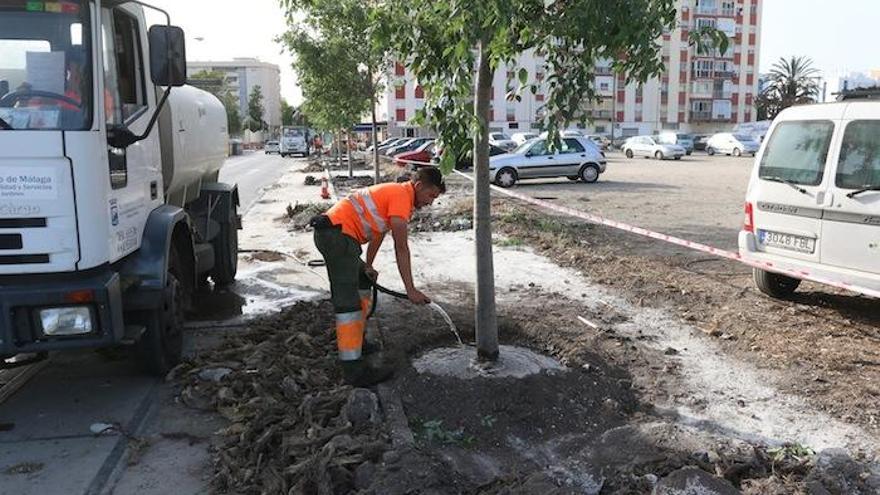 Plantación de almeces en la calle Orfila tras una polémica tala de tipuanas que estaba recomendada por el plan director.