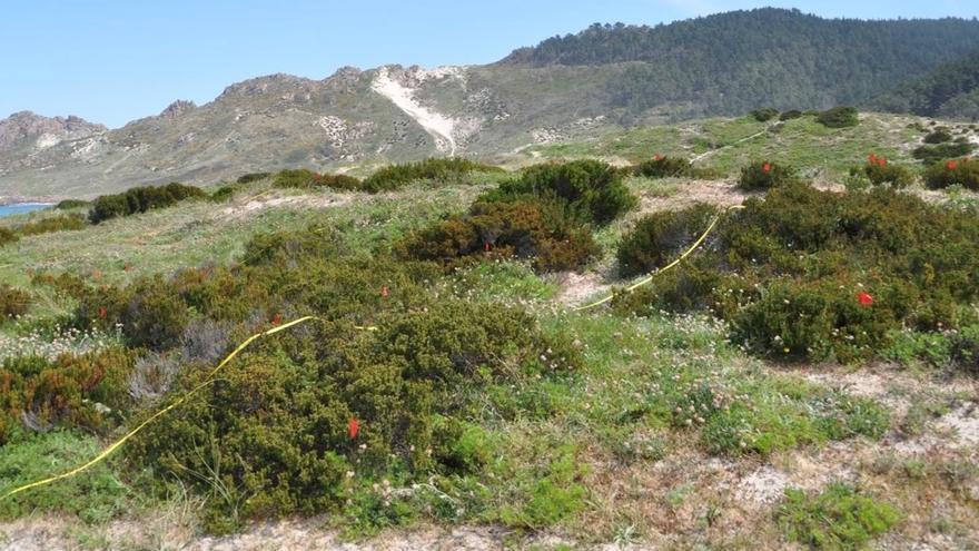 Camariñas, A Pobra y las Cíes son los únicos refugios de la caramiña en Galicia