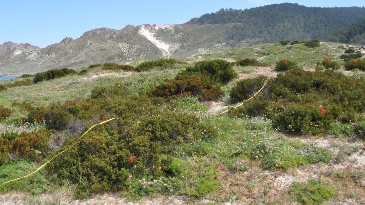 Plantas de caramiña en el entorno dunar de la playa de Trece, en Camariñas