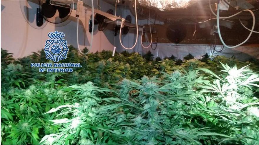 Desmantelados tres invernaderos de marihuana en Linares con 1.500 plantas