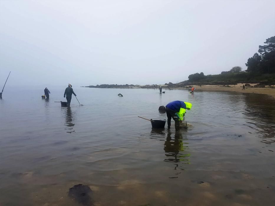 El marisqueo regresa a la ría.